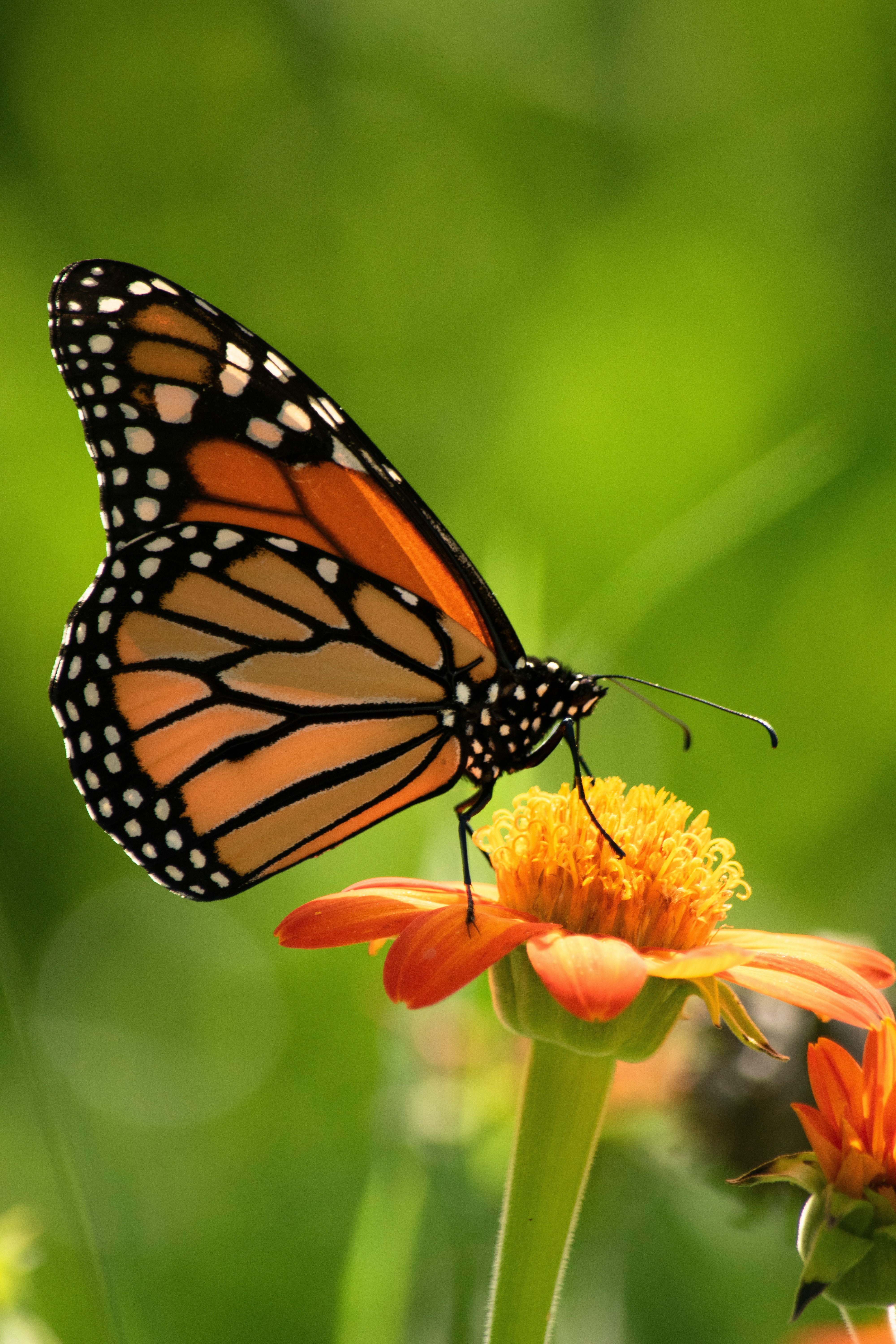Mariposa Monarca